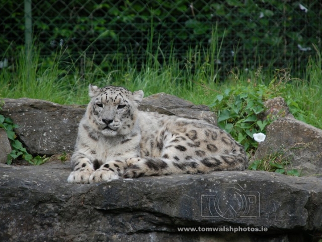 Snow leopard relaxing on the rocks