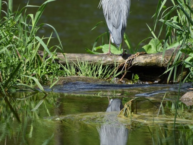 Grey heron reflected in the river