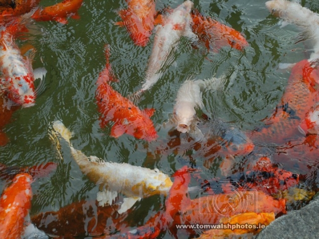 Selection of Koi fish seeking food