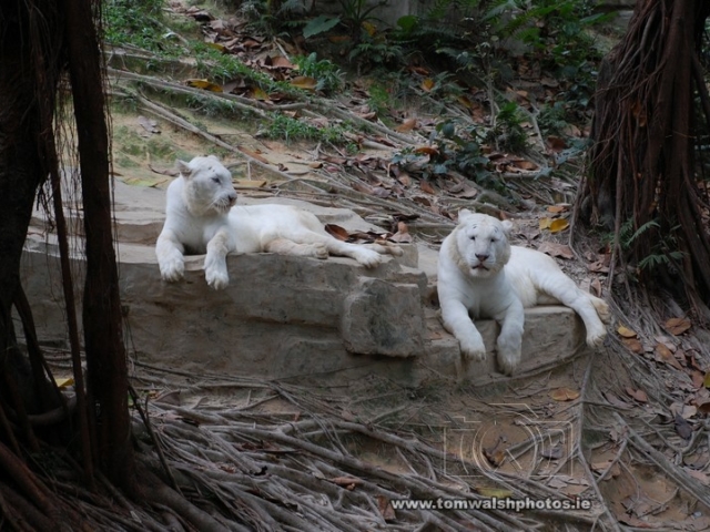 A pair of white tigers