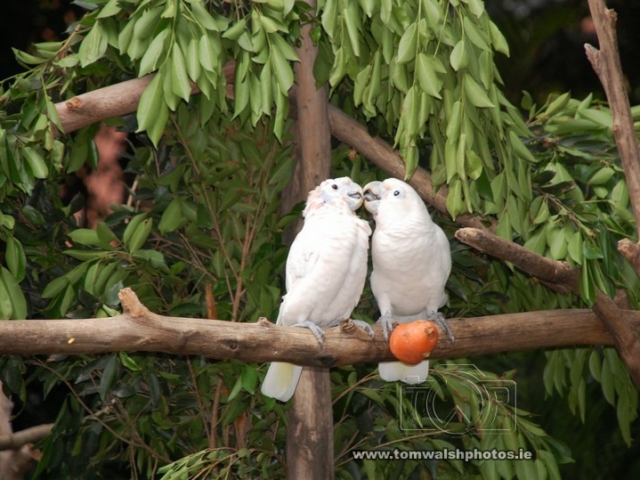 a pair of white lovebirds
